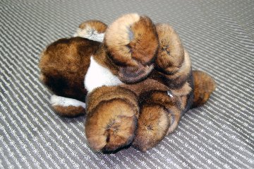 カスターレッキス　ドール（垂れ耳ドッグ）の画像