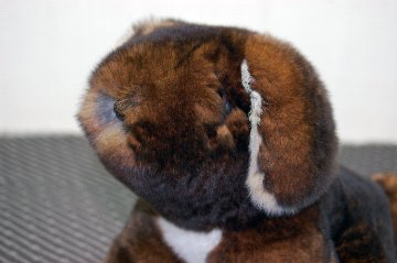 カスターレッキス　ドール（垂れ耳ドッグ）の画像