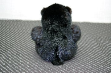 ミンク　ドール（グリズリーベア）の画像