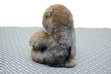ミンク　ドール（グリズリーベア）の画像