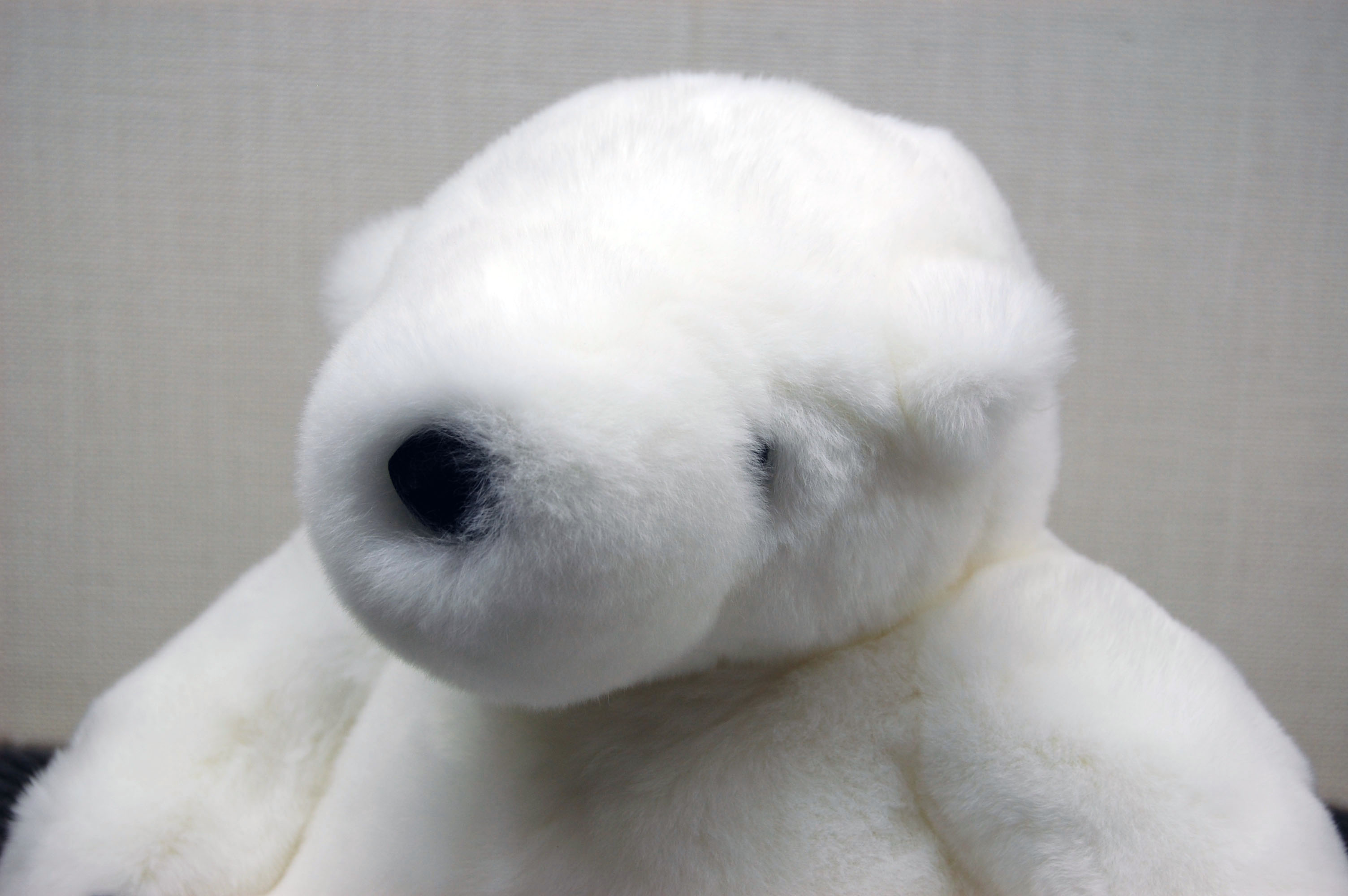 レッキス　ドール（ポーラーベア）の画像