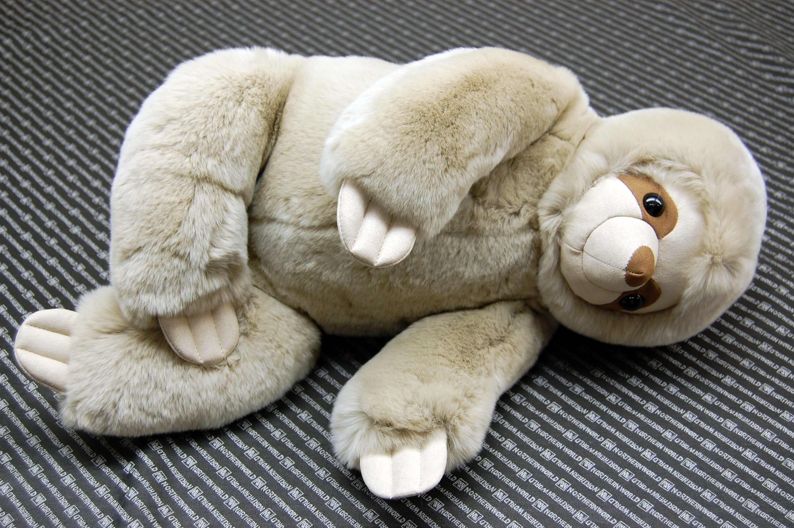 レッキス　ドール（ナマケモノ）の画像