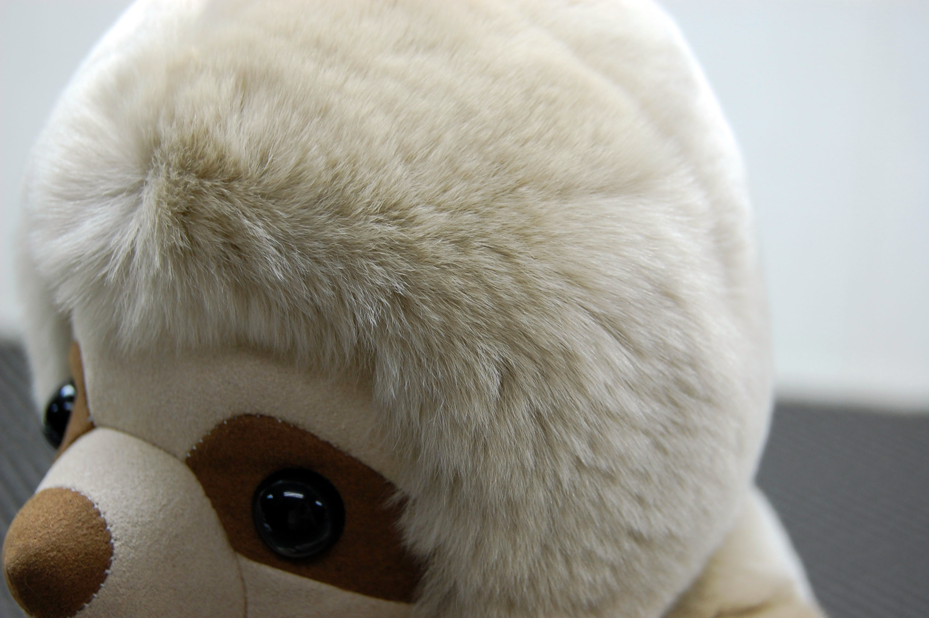 レッキス　ドール（ナマケモノ）の画像