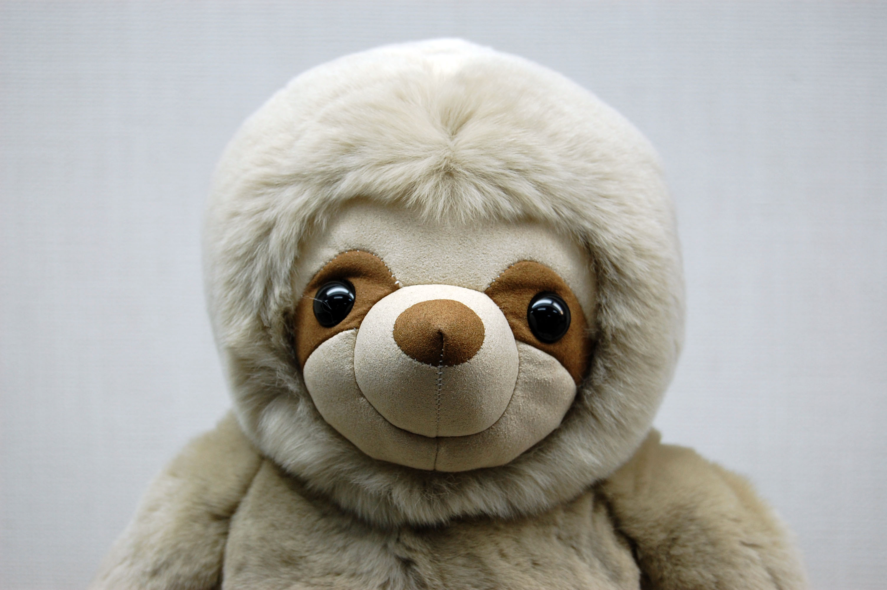 レッキス　ドール（ナマケモノ）の画像