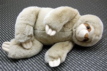 レッキス　ドール（ナマケモノ）の画像