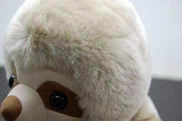 レッキス　ドール（ナマケモノ）の画像