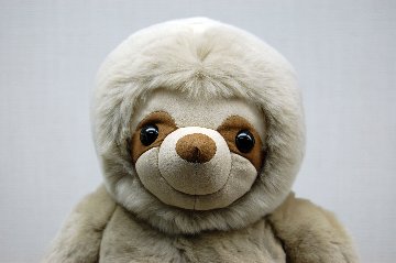 レッキス　ドール（ナマケモノ）の画像