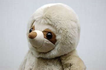 レッキス　ドール（ナマケモノ）の画像