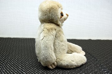 レッキス　ドール（ナマケモノ）の画像