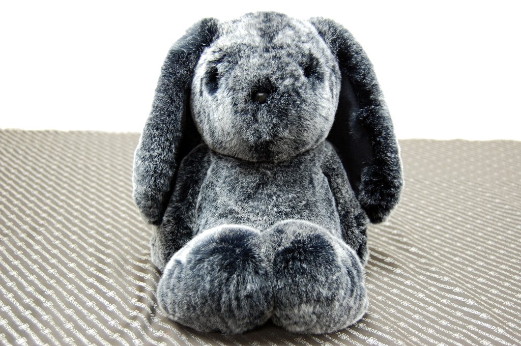 レッキス　ドール（ロップイヤー）の画像