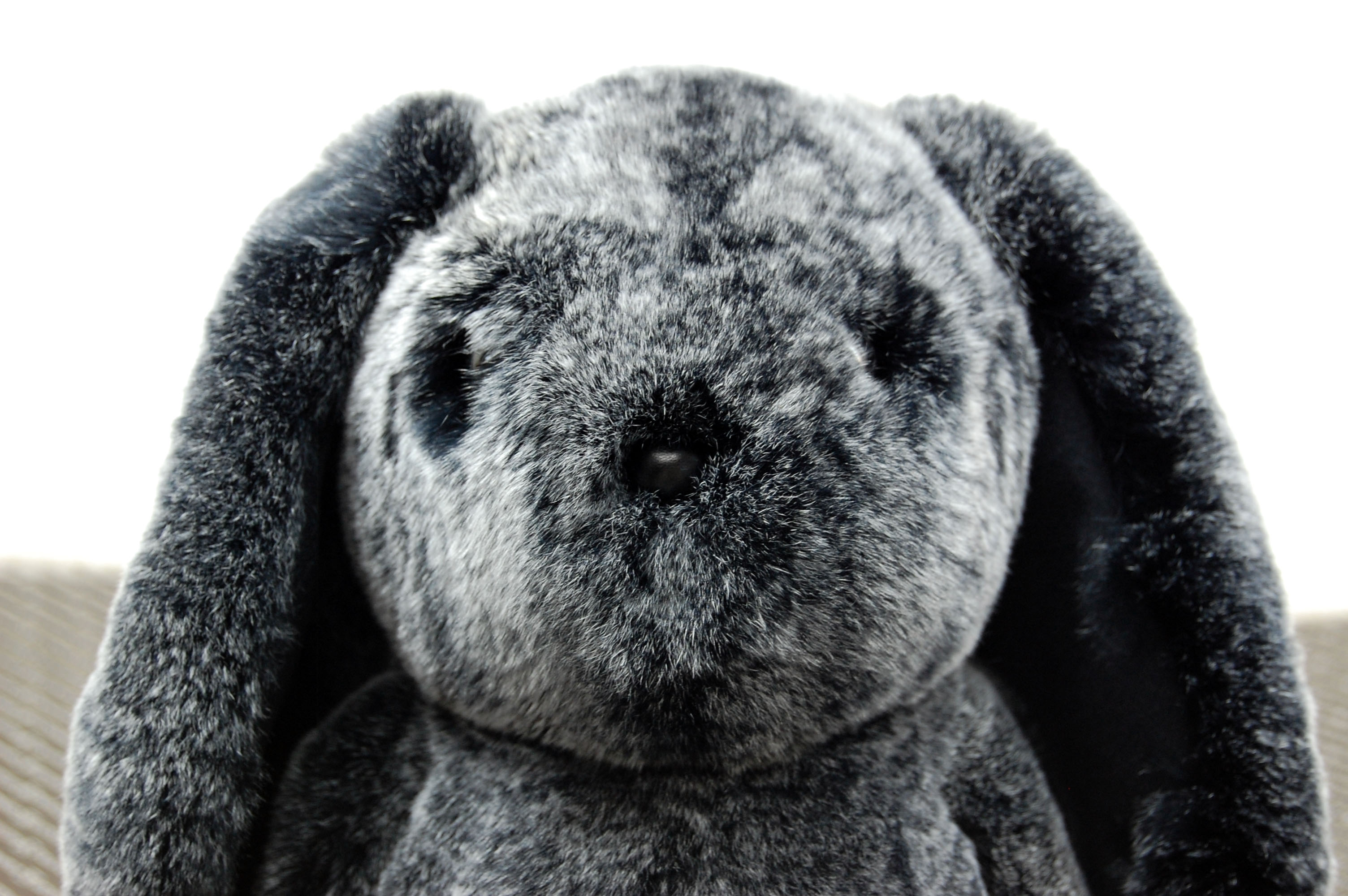 レッキス　ドール（ロップイヤー）の画像