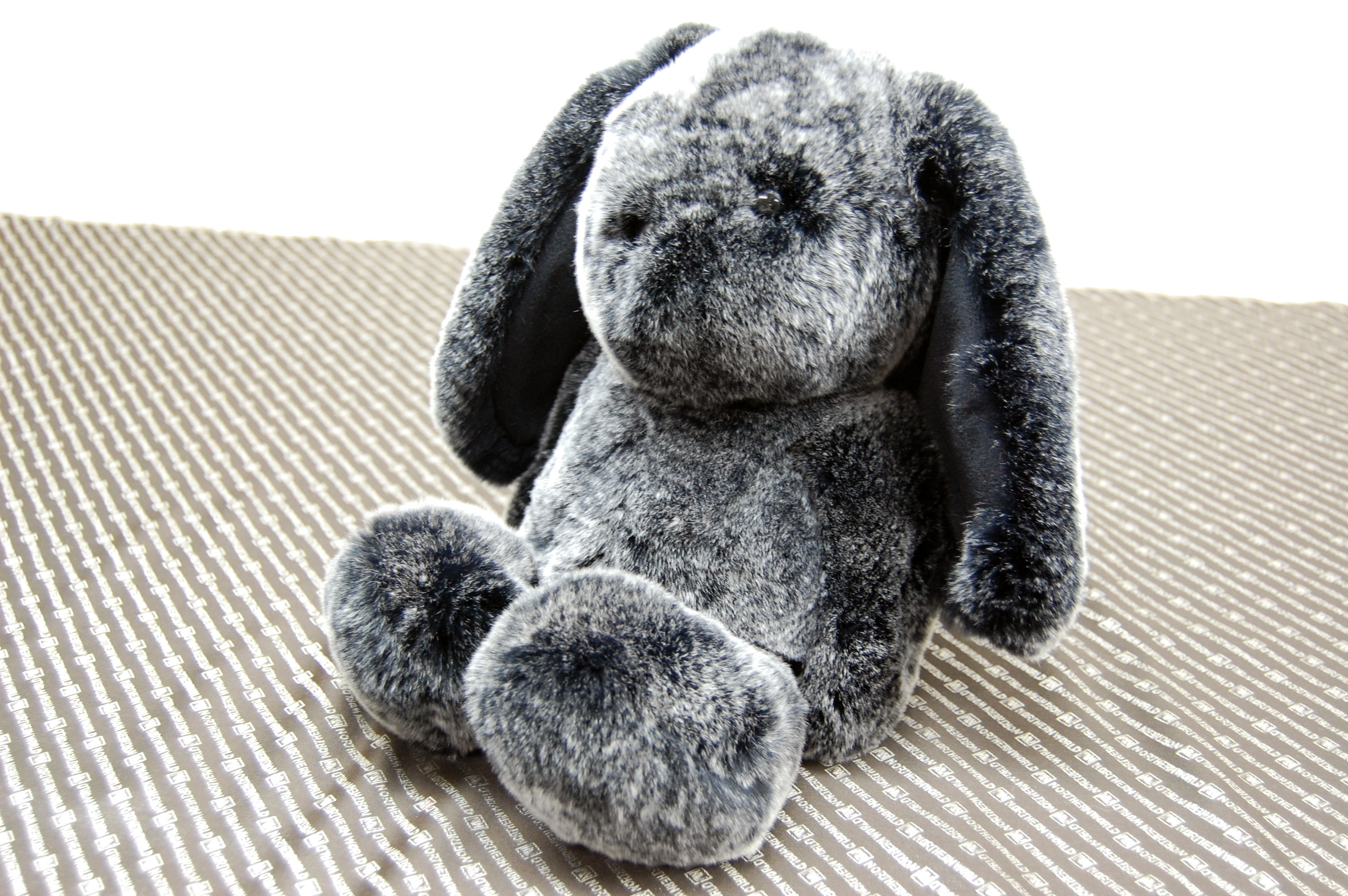 レッキス　ドール（ロップイヤー）の画像