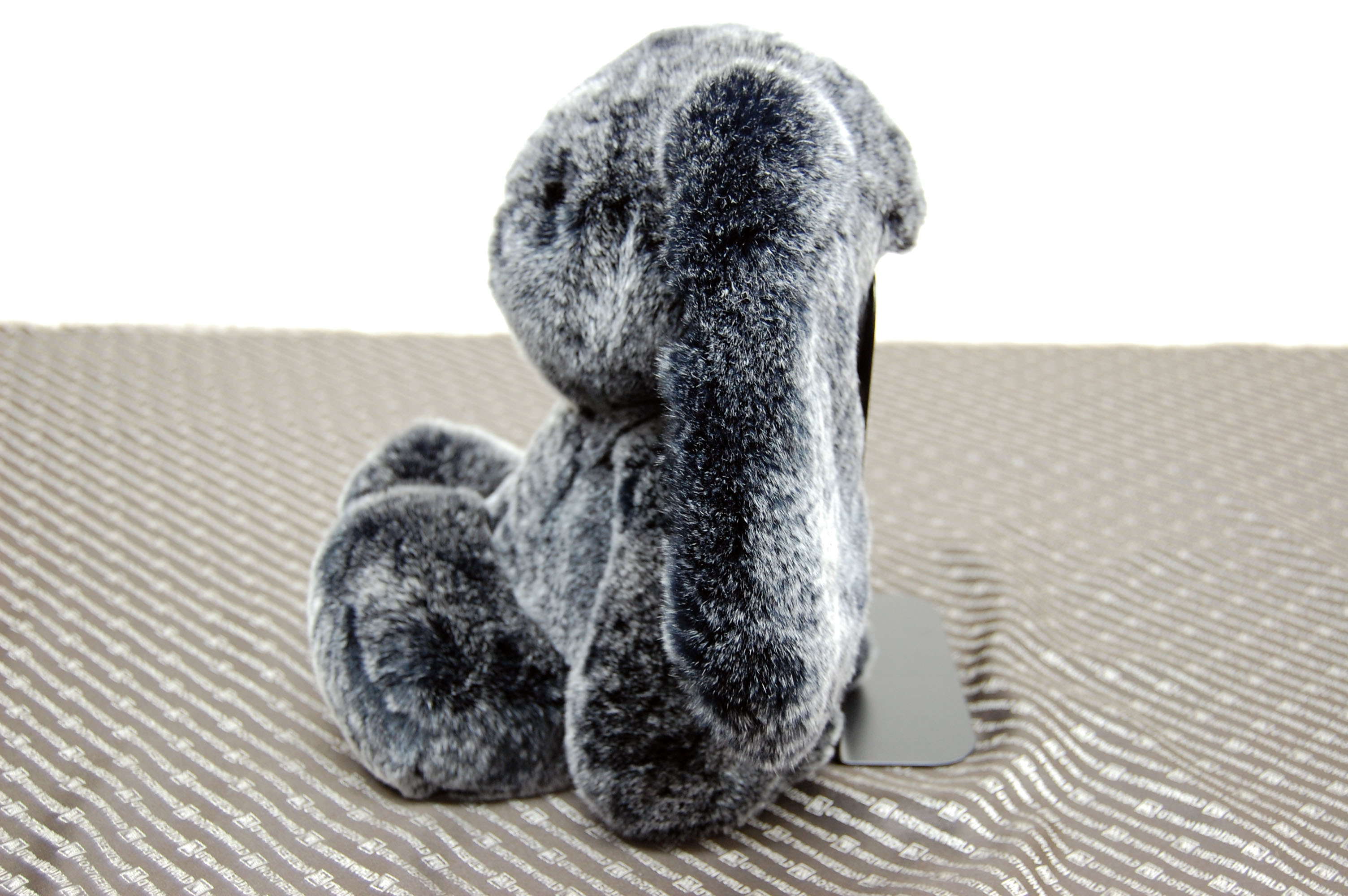 レッキス　ドール（ロップイヤー）の画像