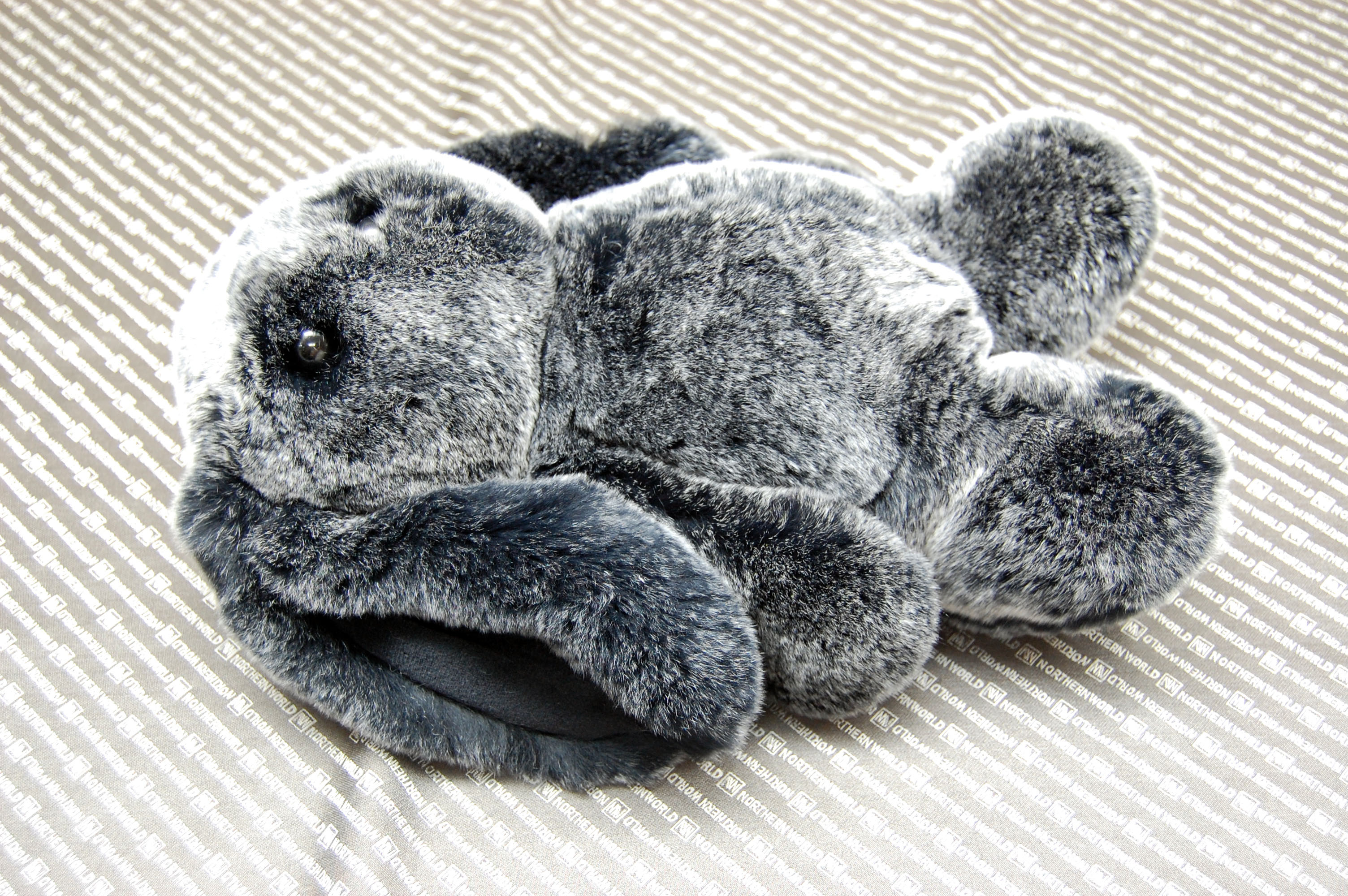 レッキス　ドール（ロップイヤー）の画像