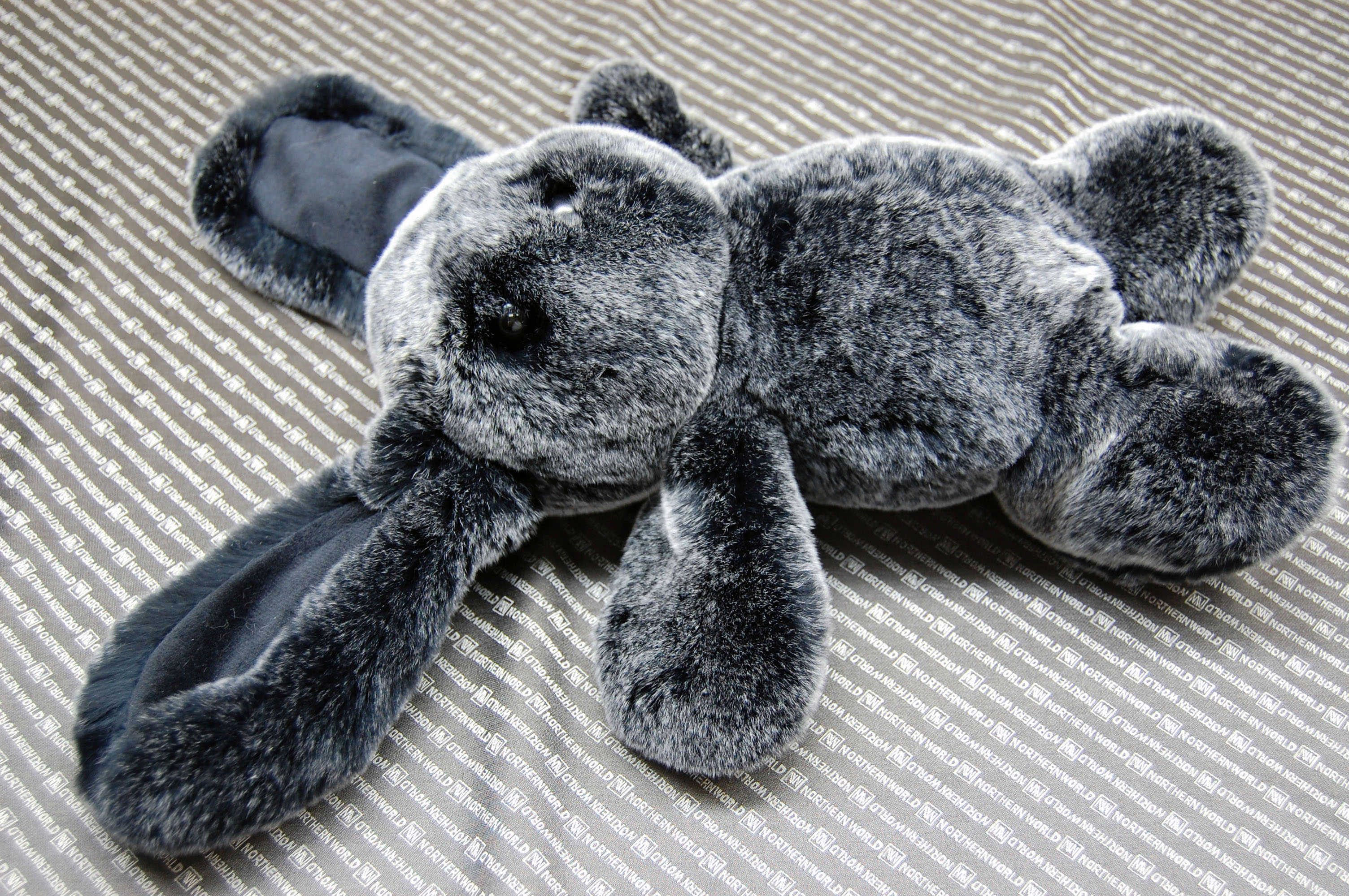 レッキス　ドール（ロップイヤー）の画像