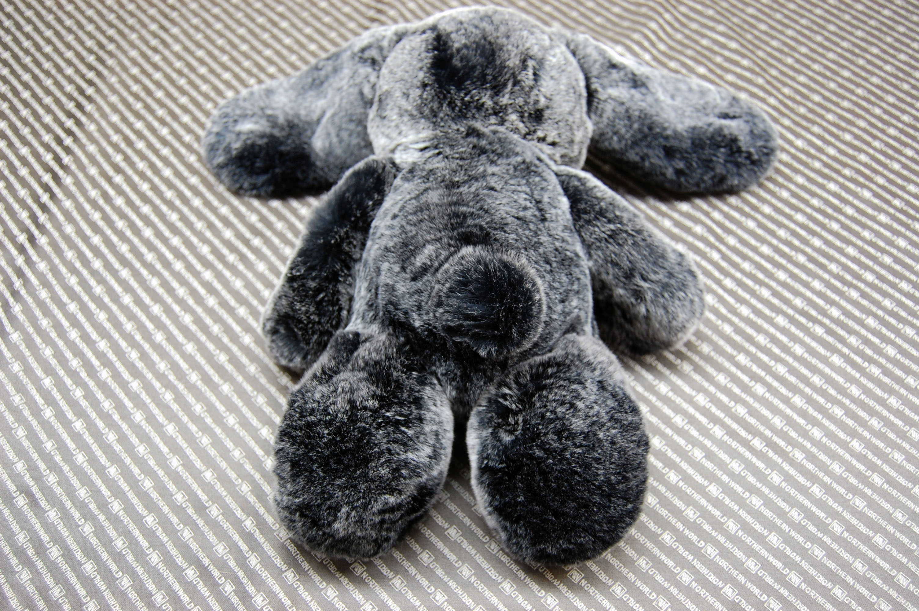 レッキス　ドール（ロップイヤー）の画像