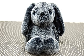 レッキス　ドール（ロップイヤー）の画像