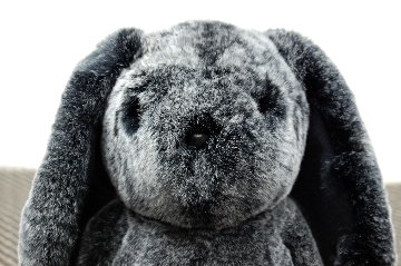 レッキス　ドール（ロップイヤー）の画像