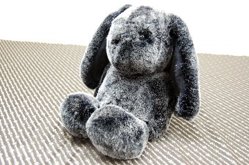 レッキス　ドール（ロップイヤー）の画像