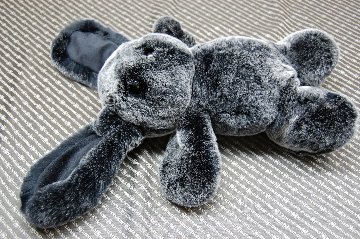 レッキス　ドール（ロップイヤー）の画像