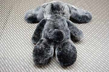 レッキス　ドール（ロップイヤー）の画像