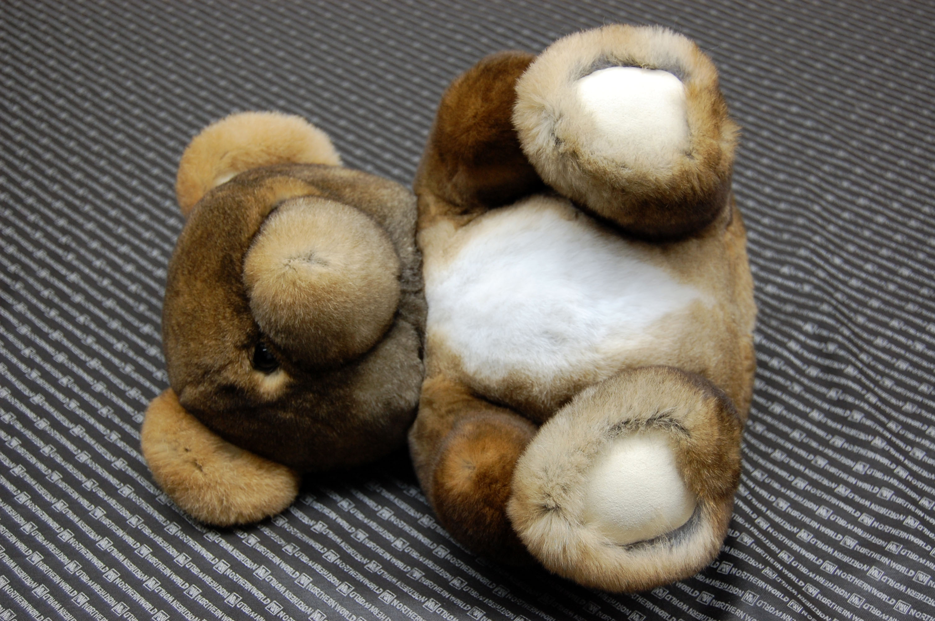 レッキス　ドール（ベア）の画像