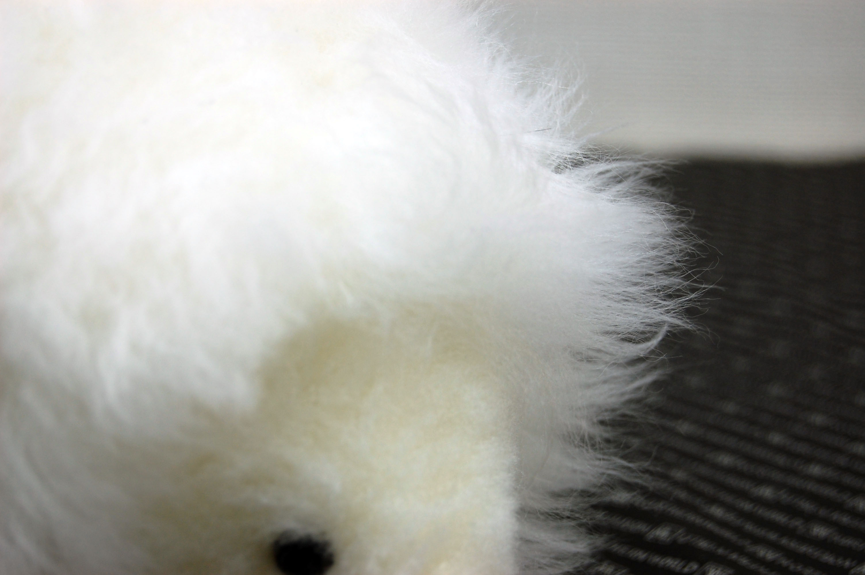 ムートン　ドール（ヘッジホッグ）の画像