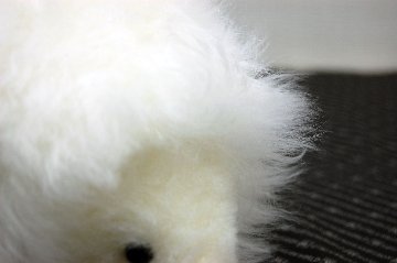 ムートン　ドール（ヘッジホッグ）の画像