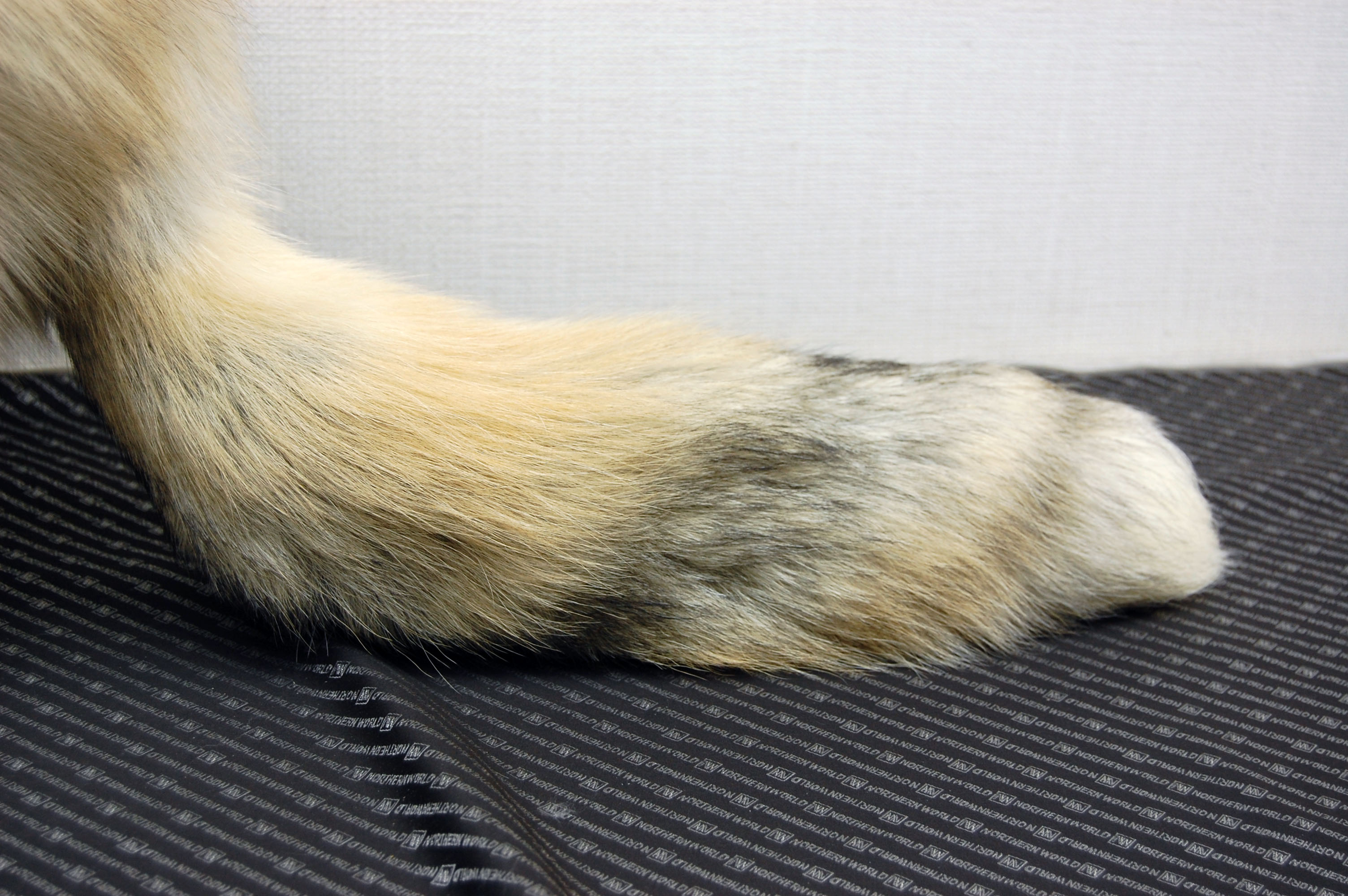 フォックス　クロケットハット　テール付の画像