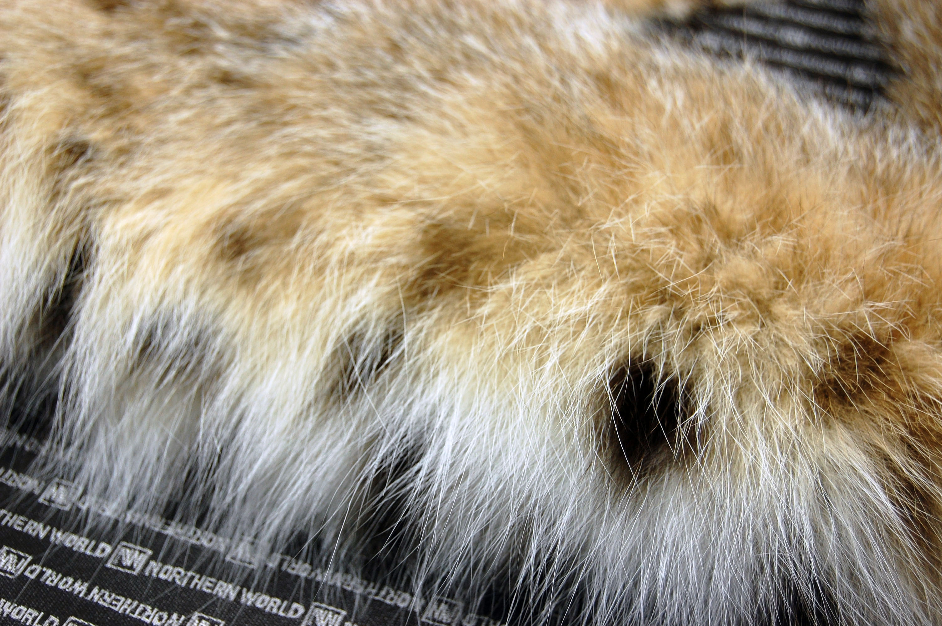 リンクスキャット　カラーの画像