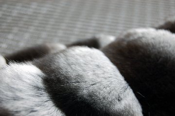 ブラックベルベットチンチラ　ダブルフェイスマフラーの画像