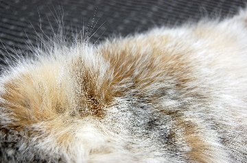 リンクス　スヌードの画像