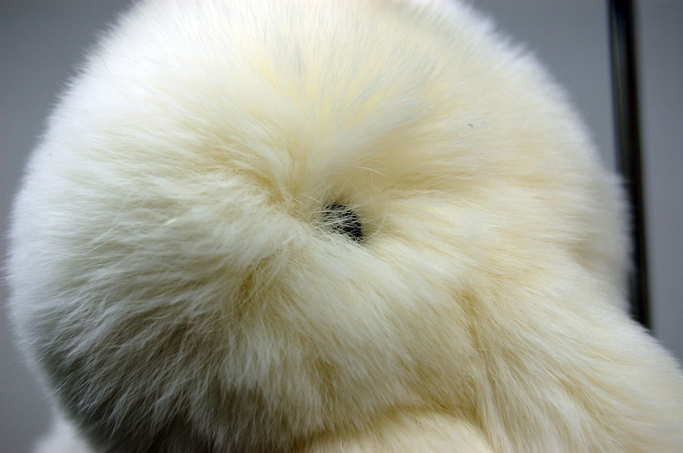 レッキス　チャーム（ミニロップ）の画像