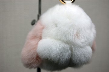 レッキス　チャーム（ミニロップ）の画像