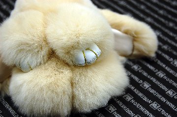 レッキス　チャーム（ミニロップ）の画像