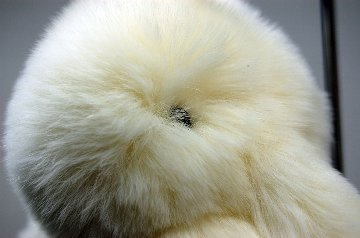 レッキス　チャーム（ミニロップ）の画像