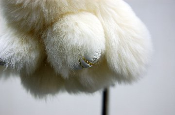 レッキス　チャーム（ミニロップ）の画像