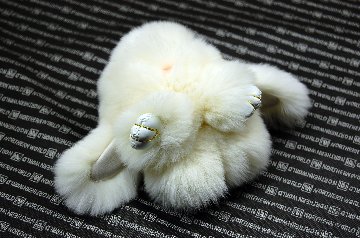 レッキス　チャーム（ミニロップ）の画像