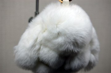 レッキス　チャーム（ミニロップ）の画像
