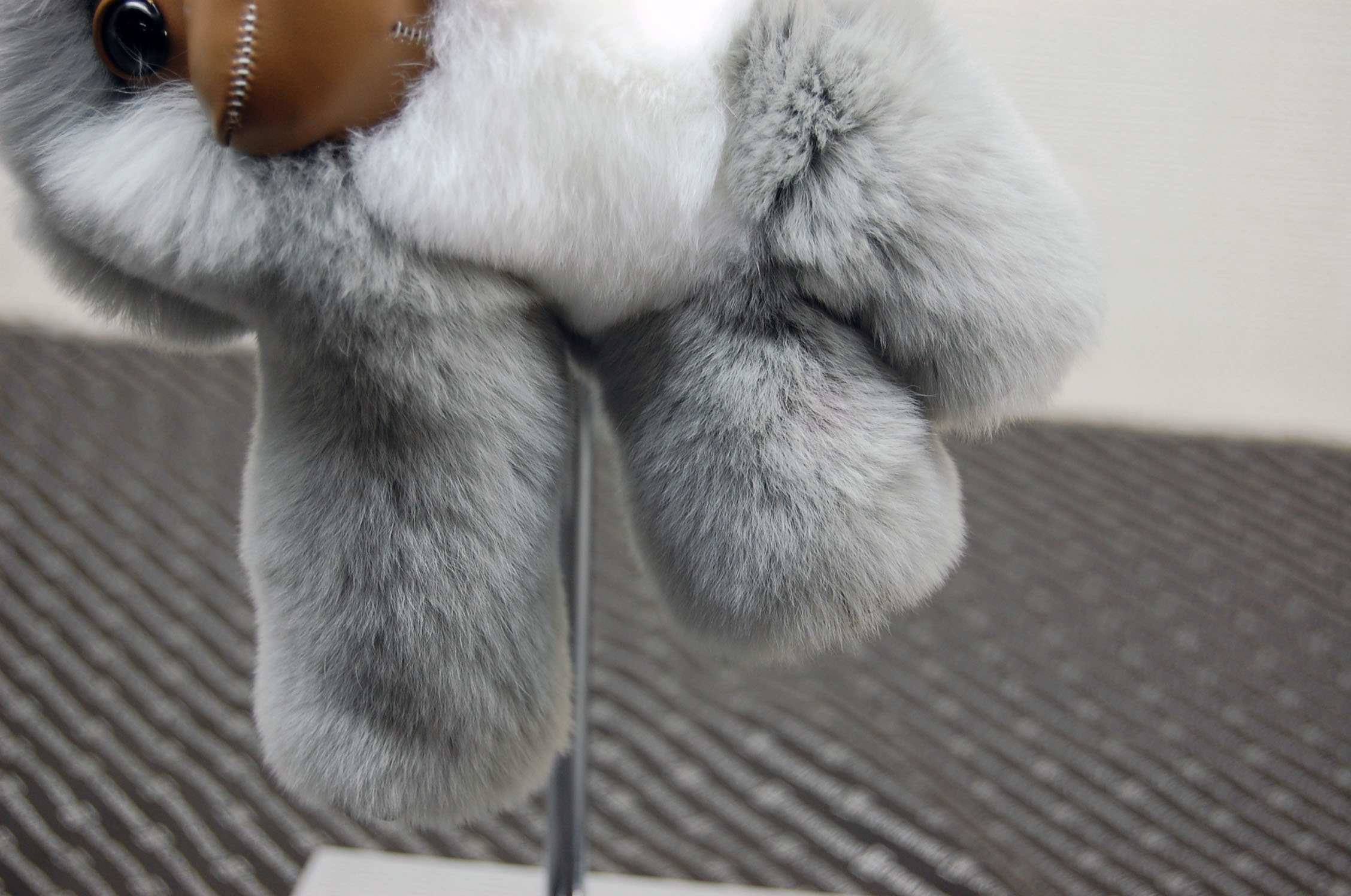 レッキス　チャーム（チンパンジー）の画像