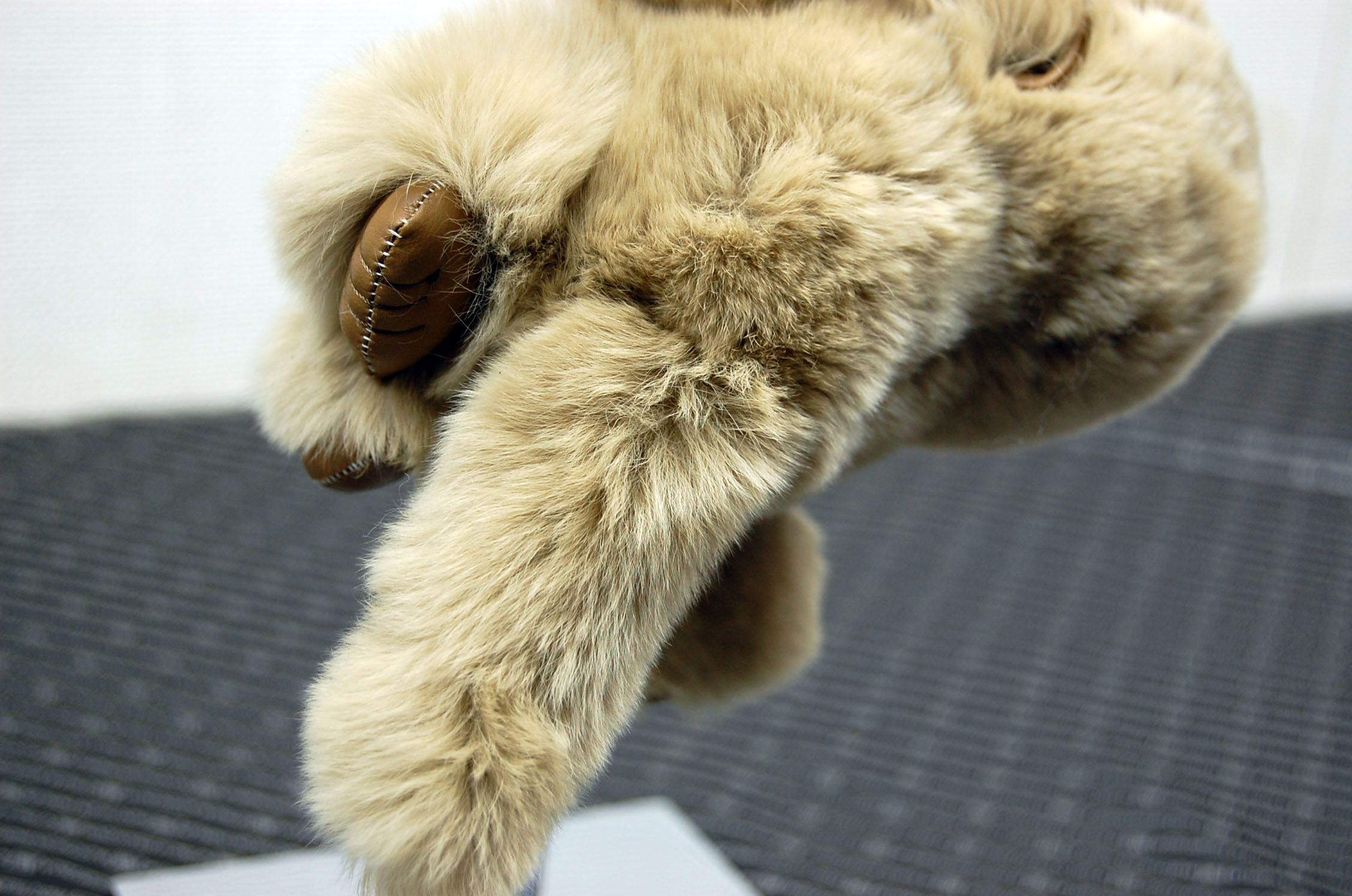 レッキス　チャーム（チンパンジー）の画像