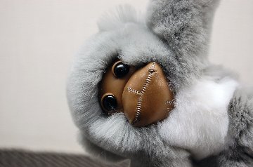 レッキス　チャーム（チンパンジー）の画像