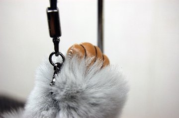 レッキス　チャーム（チンパンジー）の画像