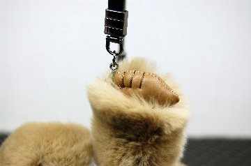 レッキス　チャーム（チンパンジー）の画像