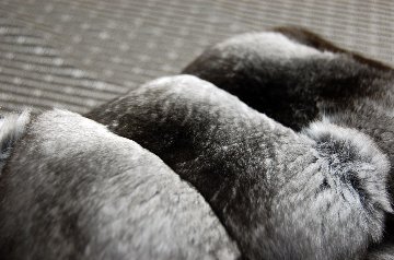 チンチラ　カラーの画像