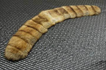 ロシアンセーブル　ホリゾンタルカラーの画像