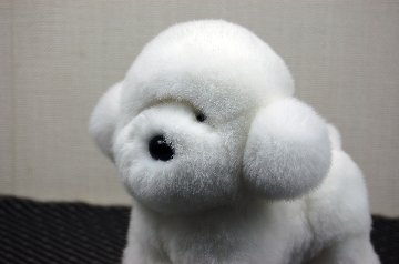 レッキス　ドール（ビションフリーゼ）の画像