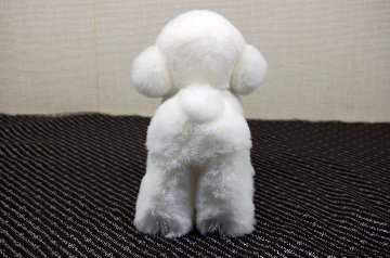 レッキス　ドール（ビションフリーゼ）の画像