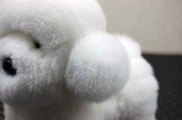 レッキス　ドール（ビションフリーゼ）の画像