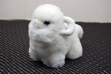 ムートン　ドール（ミニシープ）の画像